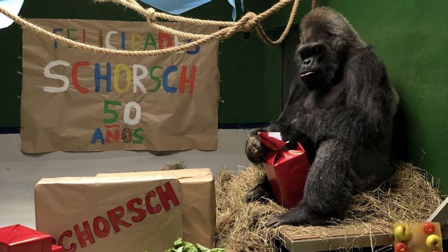 Gorilla Schorsch turns 50 in Loro Parque