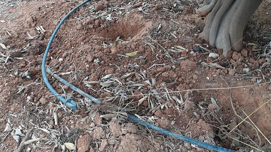 Los agricultores de Castellón estallan ante las plagas de jabalíes y conejos: "Estamos rodeados. Esto no se había visto nunca"