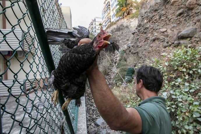 19.09.18. Las Palmas de Gran Canaria. Operarios ...