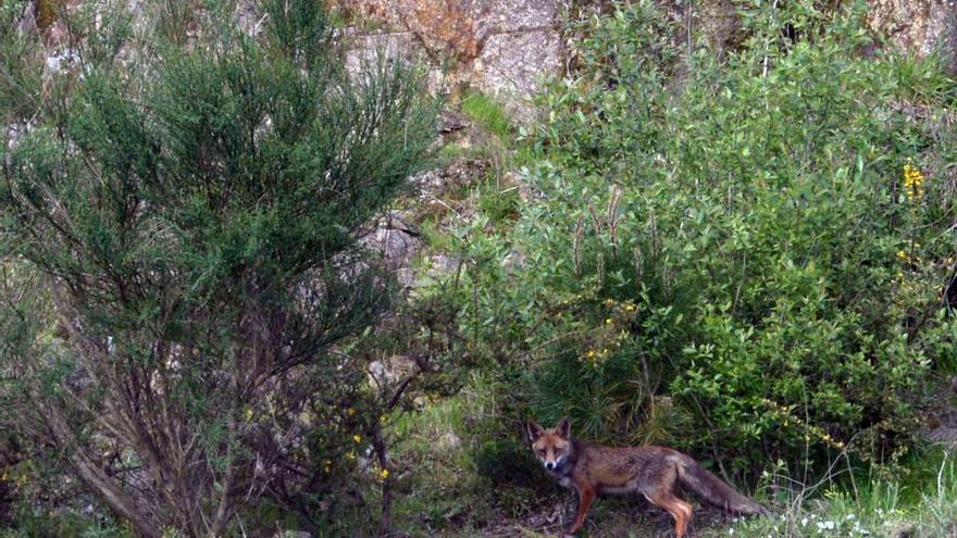 Un zorro en una zona de monte de la comarca.