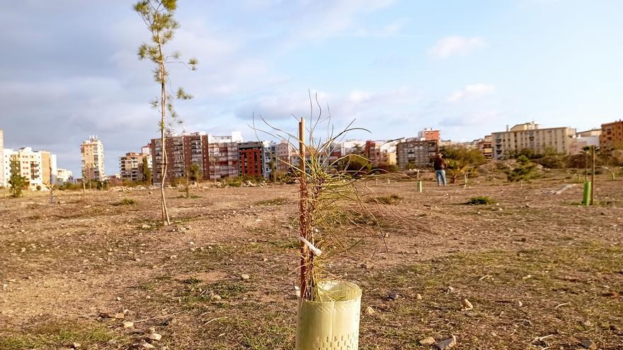 El Bosque Urbano de Málaga y la miopía política del Ayuntamiento