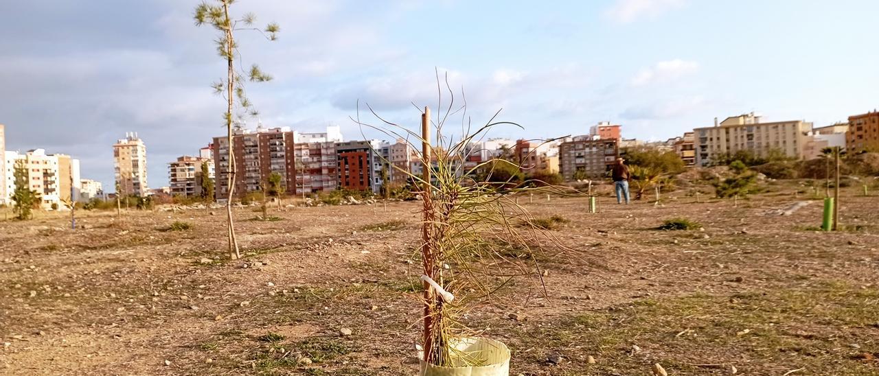 Plantaciones en los terrenos de Repsol realizadas por la plataforma del Bosque Urbano