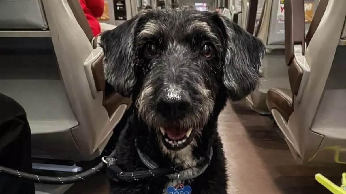 Boro, el gos desaparegut en el descarrilament del tren Iryo a Adamuz