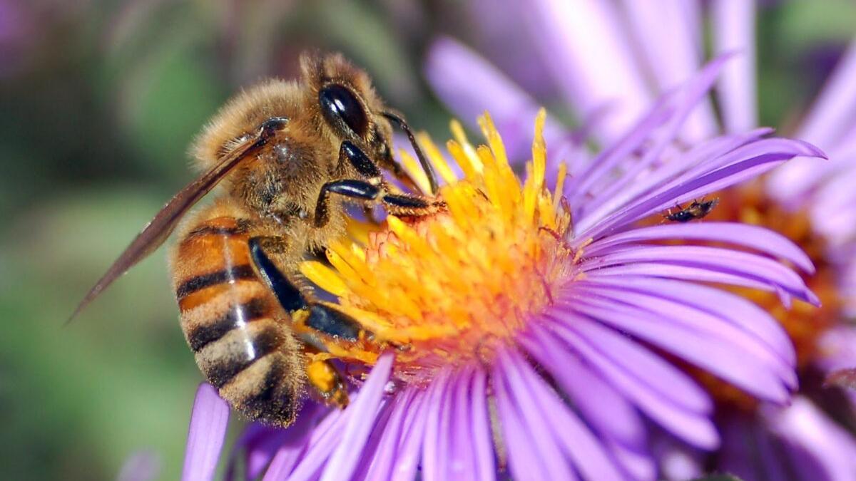 Así repercute en los humanos la pérdida de animales polinizadores