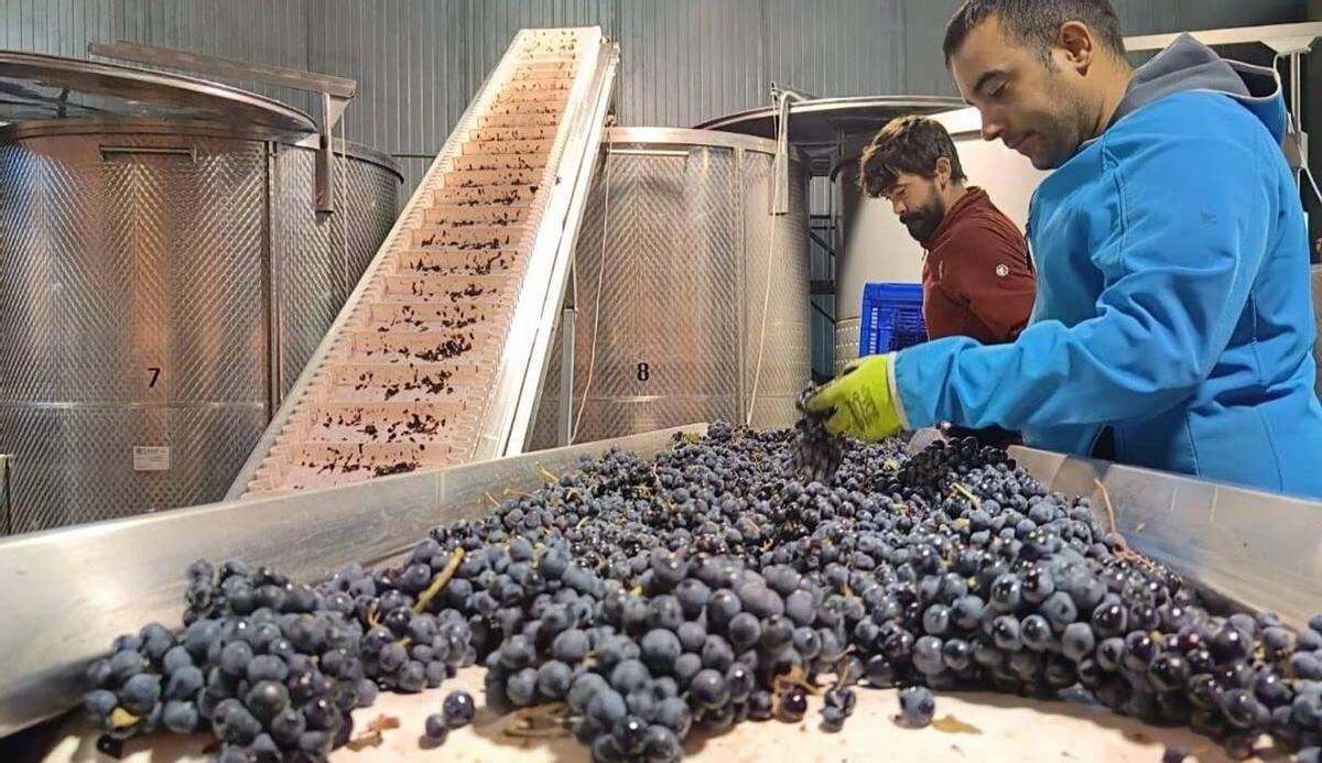 Trabajadores en una cinta de selección de uvas en una bodega de la provincia.