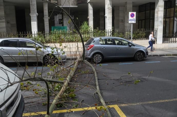 Caída de un árbol Een la calle Paseo Cayetano de Lugo,zona Presidencia del Gobierno de Canarias  | 04/02/2020 | Fotógrafo: Tony Hernández