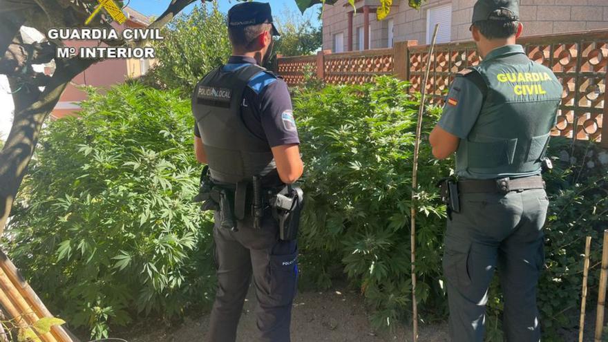 Agentes junto a algunas de las plantas incautadas.   | // GUARDIA CIVIL