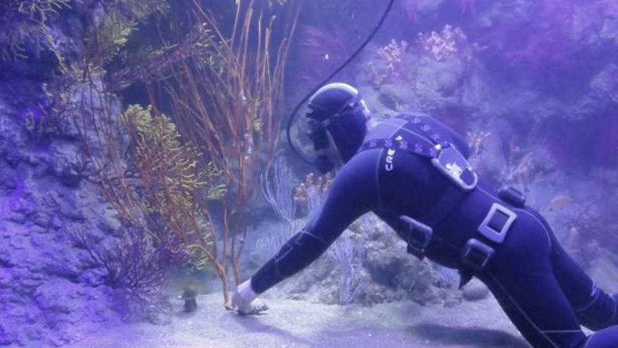 Un bus s&#039;aproxima a un coral d&#039;un aquari.