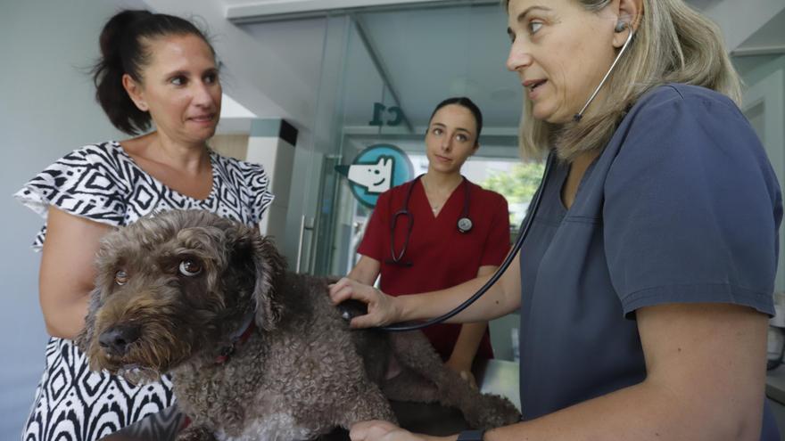 Veterinarios cordobeses instan a proteger a los perros ante el auge de la leishmaniosis