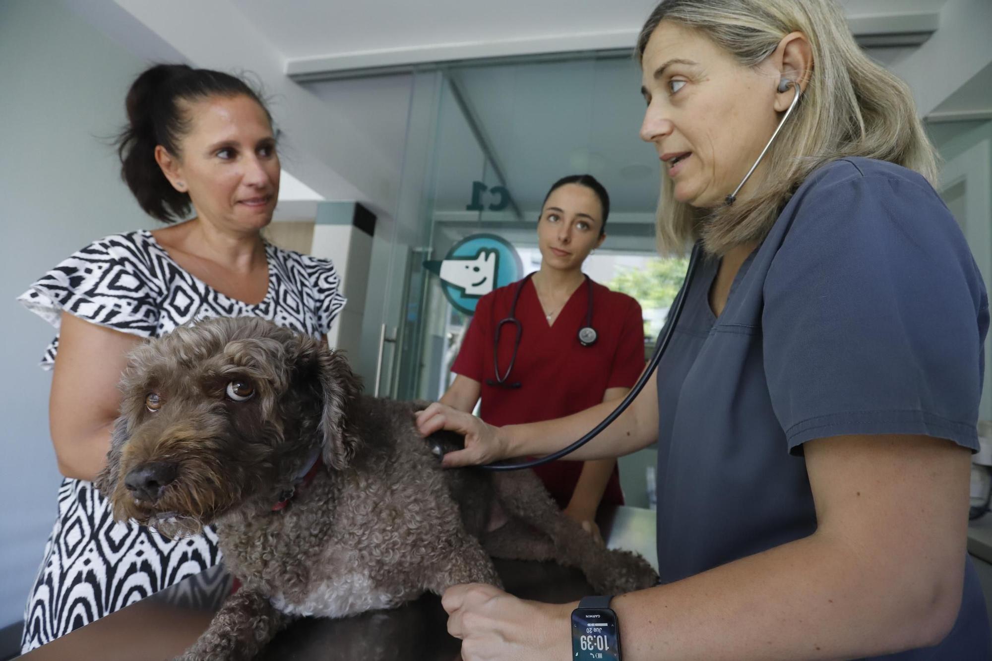 María José Delgado, vocal del Colegio de Veterinarios de Córdoba, atiende a un perro en su clínica.