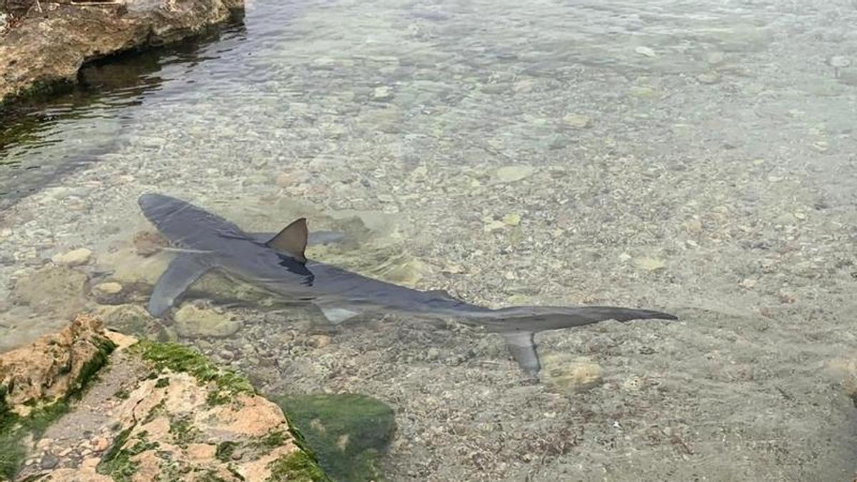Escualo avistado en la costa de Caló des Moro en 2022.
