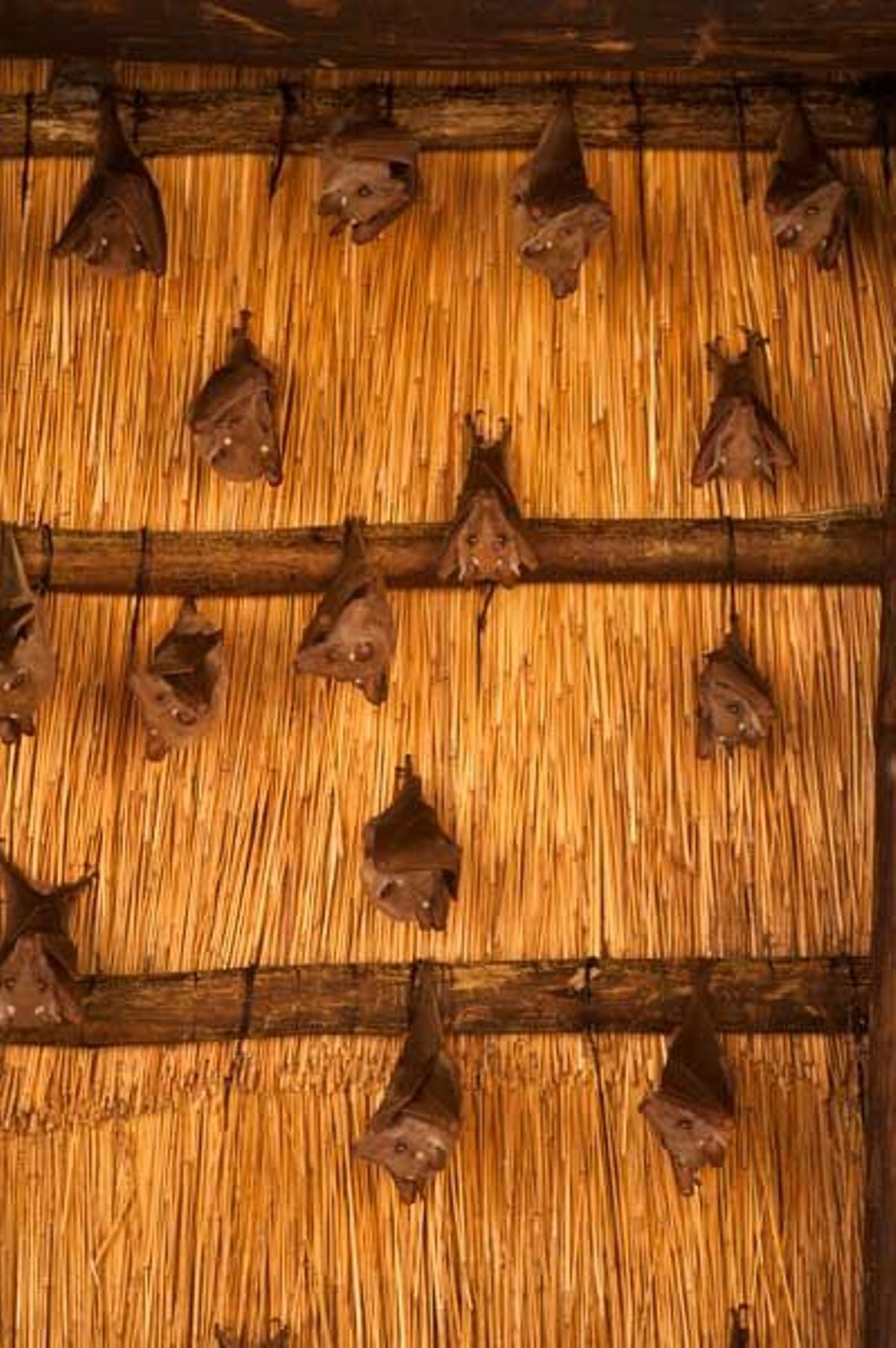 murciélagos reposando en el techo del salón de lectura del hotel Eagle Island
