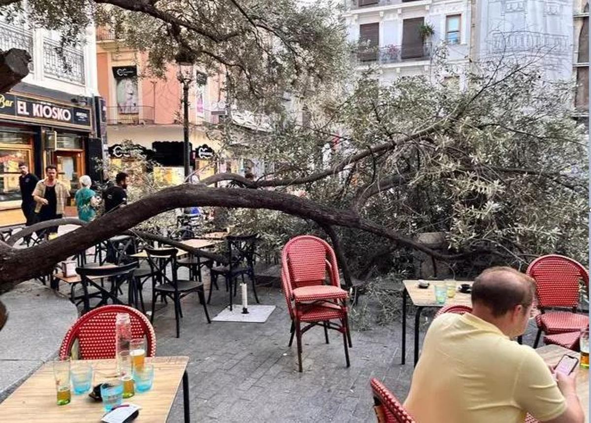 Rama caída esta semana sobre una terraza.