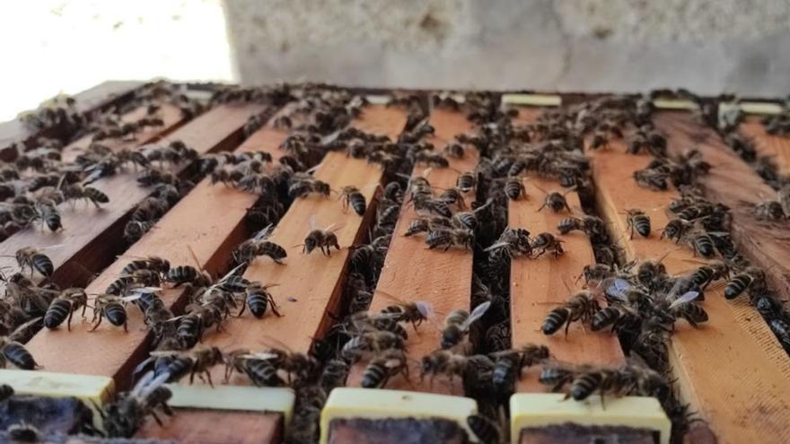 Los criadores demandan respaldo para salvar a la abeja negra canaria