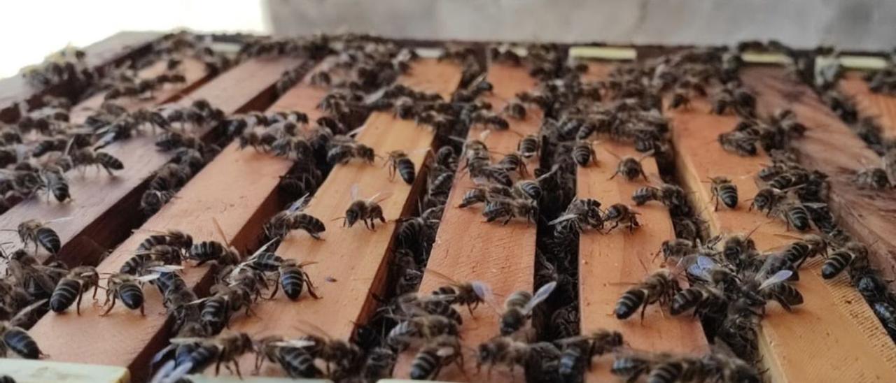 Un enjambre de abejas negras canarias. | | E.D.