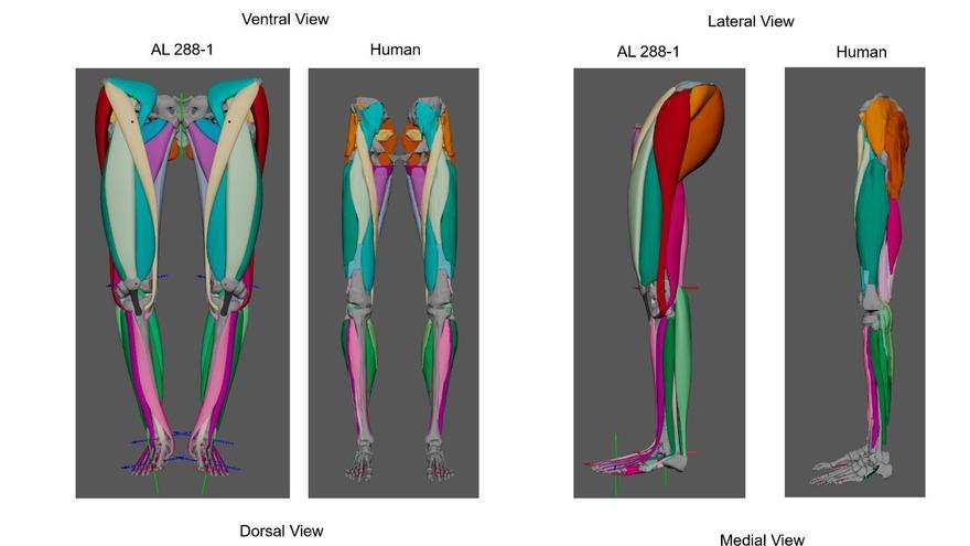 &#039;Lucy&#039;, la antepasada de los humanos, caminaba ya tan erguida como nosotros hace 3,2 millones de años