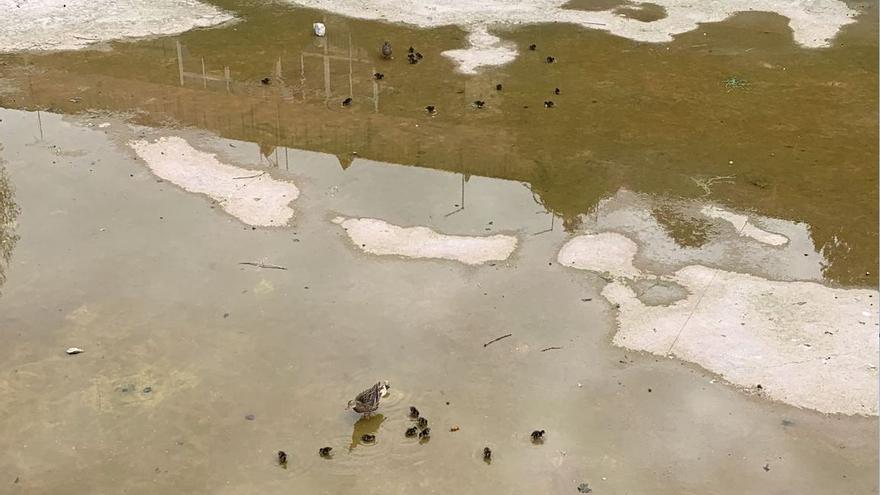 Operació de rescat: Aneguets atrapats al parc del Migdia de Girona