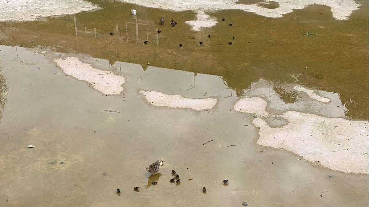 Dos grups d'ànecs que estaven a l'interior de l'estany del parc.