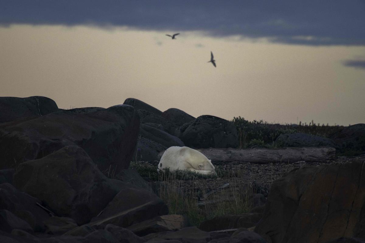 Un oso polar duerme en Hudson Bay, cerca de Churchill, el 8 de agosto de 2022.