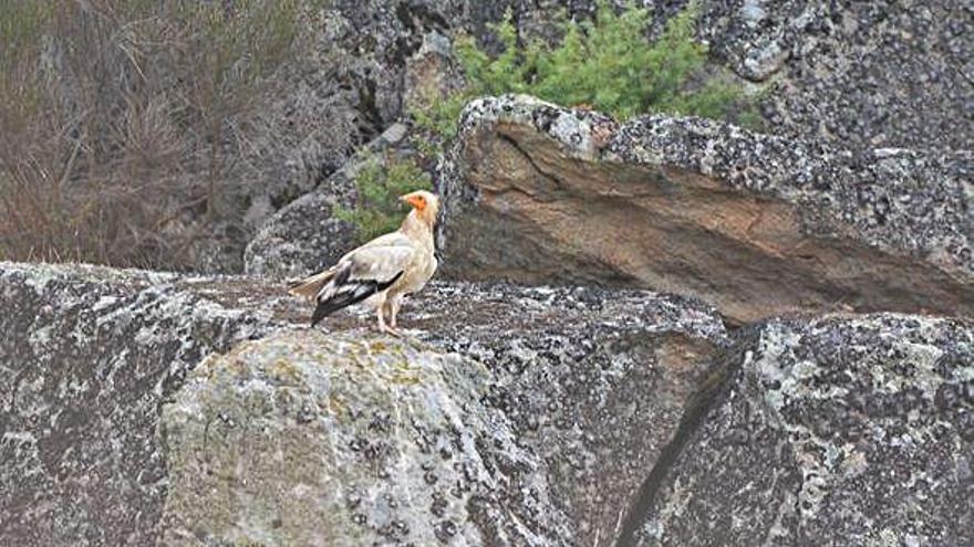 Un alimoche en un roquedo de los Arribes del Duero, en la zona de Pinilla de Fermoselle.