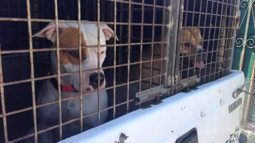 La policia local de Llagostera imposa onze sancions  a propietaris de gossos perillosos des del gener