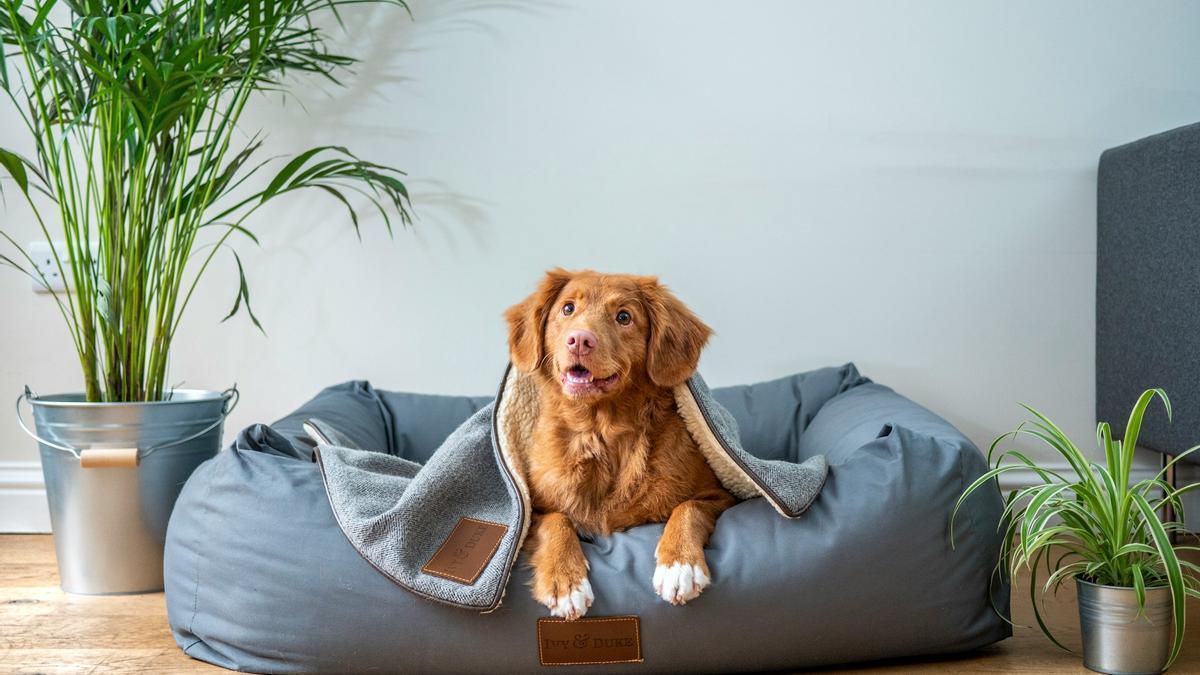 Cajas insonorizadas y sprays para perros y gatos para el estrés de la mascletà
