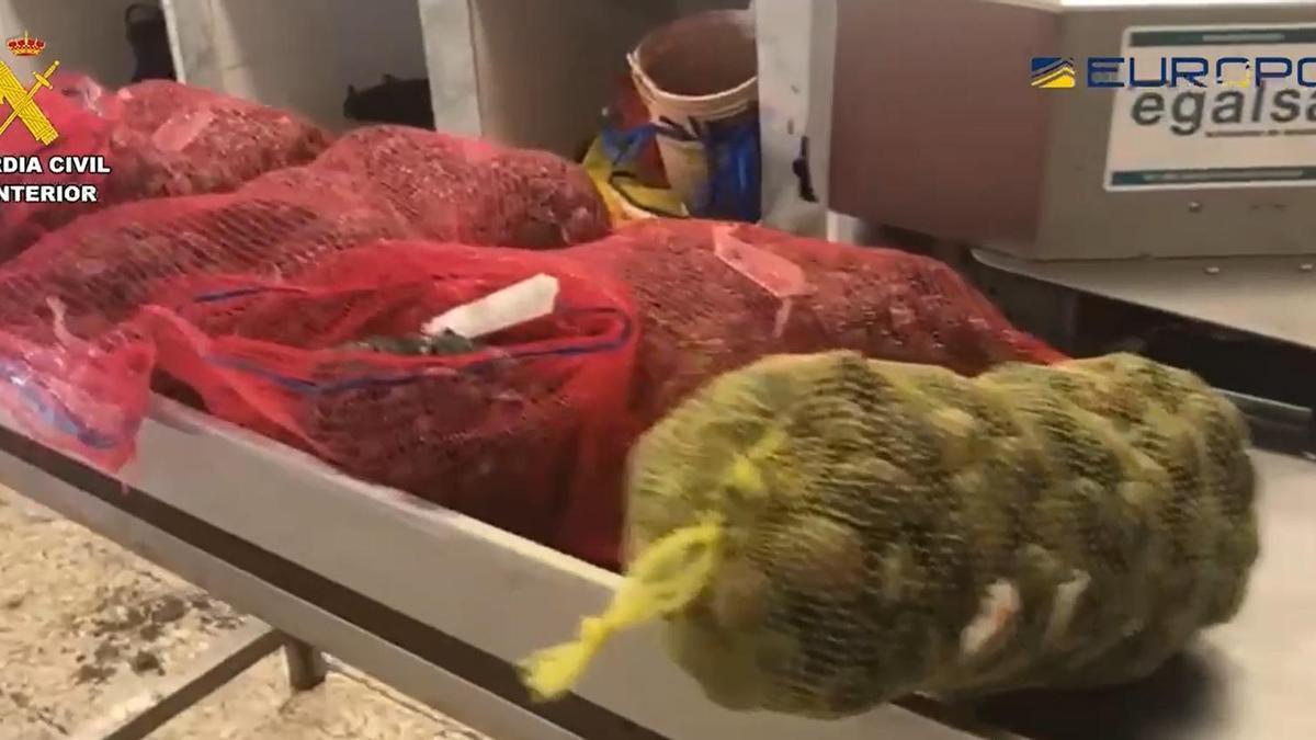 19 detenidos en España por la pesca ilegal de 30 toneladas de moluscos
