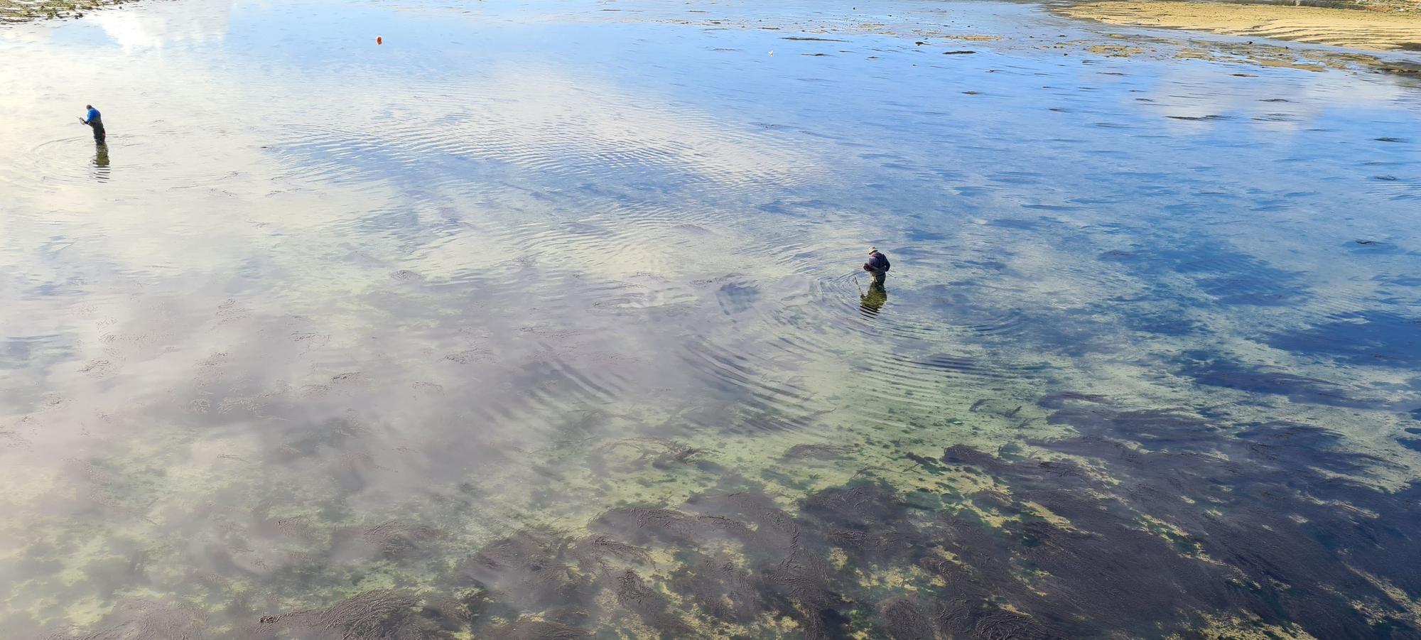 La pesca artesanal del chopo subsiste bajo el puente de A Toxa