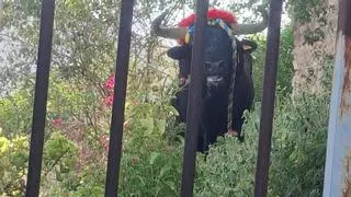 Susto en Moixent: un toro se escapa y obliga a confinar a los vecinos en sus casas