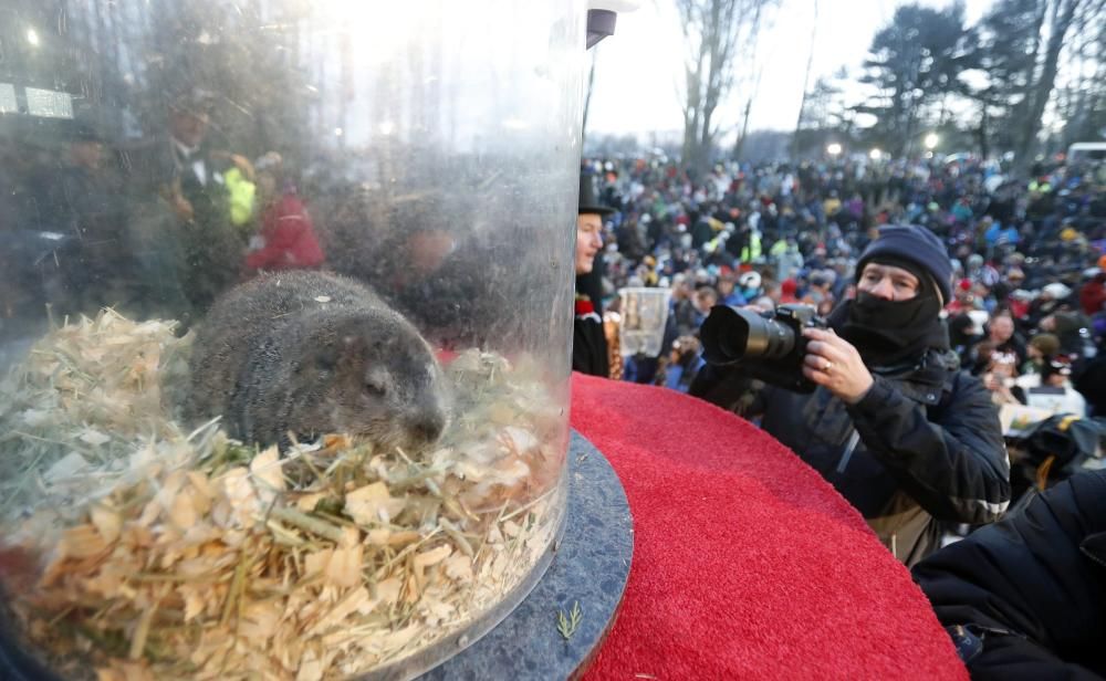 La marmota Phil prediu un hivern llarg als EUA