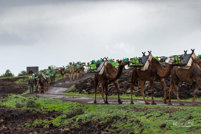 Lluvias en el municipio de Yaiza, en Lanzarote (13/01/25)