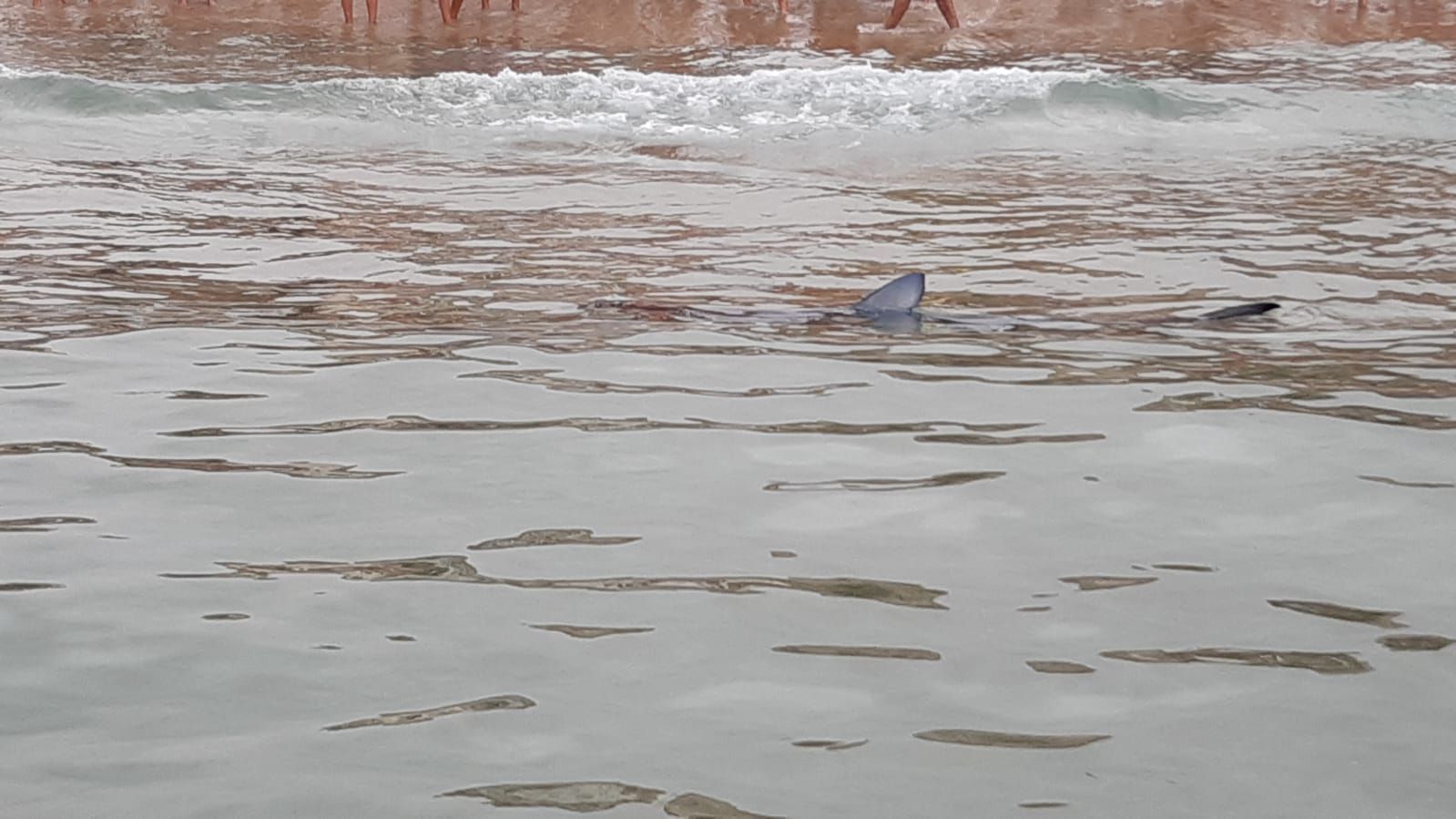 Aparece un tiburón de dos metros en Benidorm