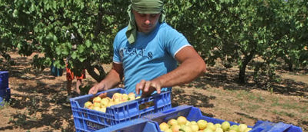 La producción comarcal de fruta vuelve a desplomarse por la climatología adversa