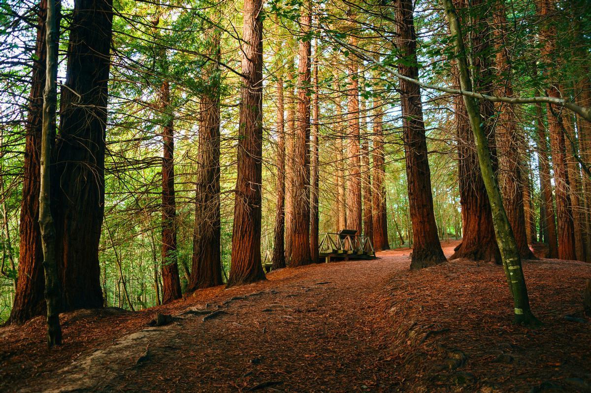 Los bosques de secuoyas son típicos del norte de América
