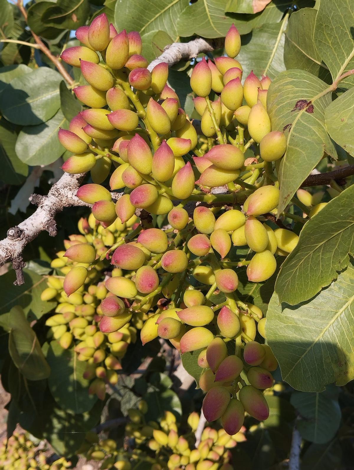 En detalle, un pistachero con sus frutos todavía sin madurar.