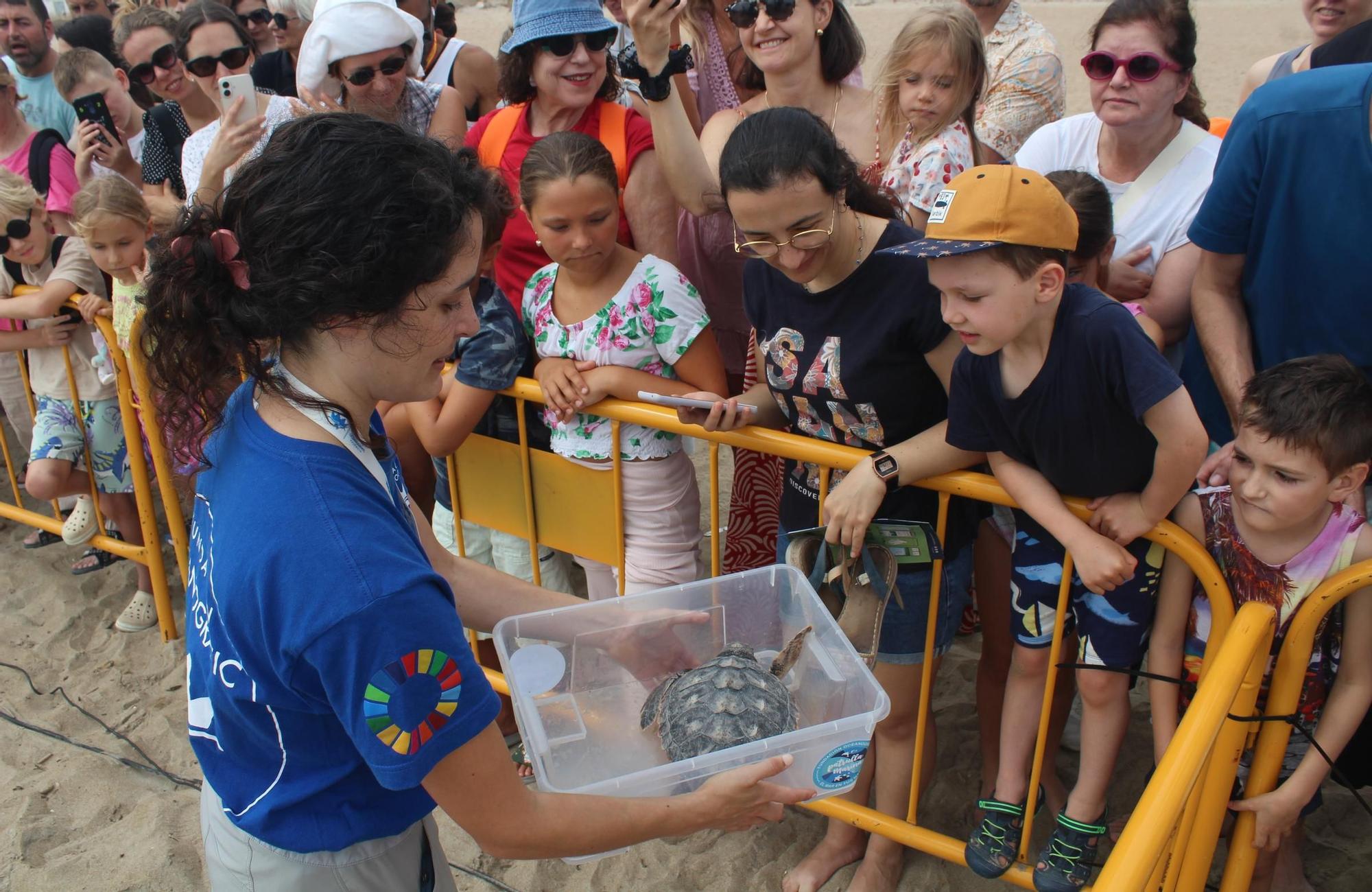 Nacieron en Dénia y han descubierto el mar en Dénia: 12 tortugas nadan libres en el Mediterráneo