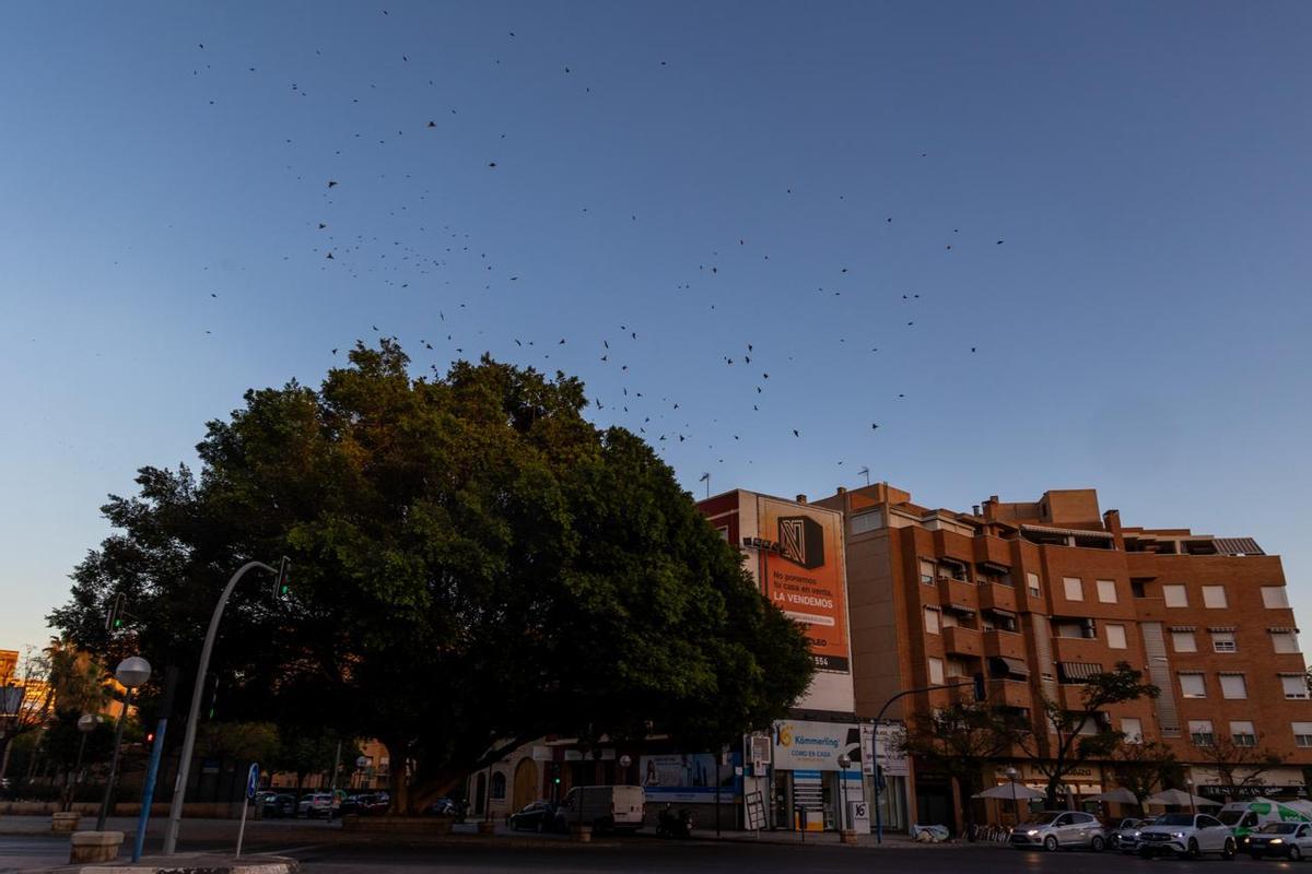 Un coro de estorninos desvela a un barrio de Alicante.