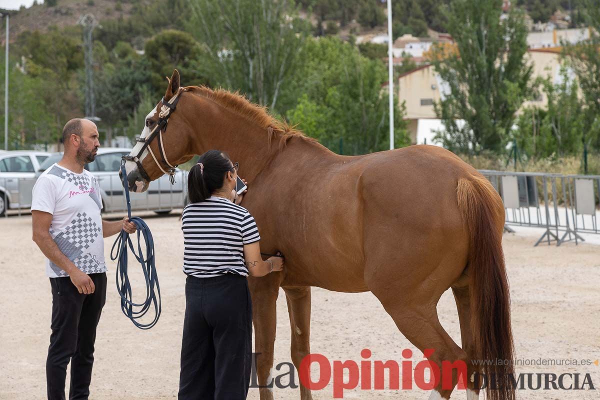 Control veterinario de los Caballos del Vino en Caravaca