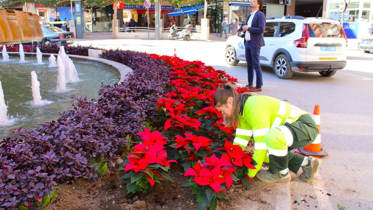 Plantación de Poinsettias en el Óvalo.