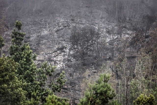 Zonas arrasadas por el incendio en el Norte de Tenerife