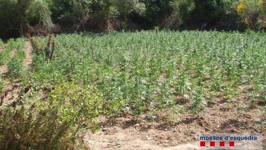 Una de les plantacions localitzades al Baix Empordà.