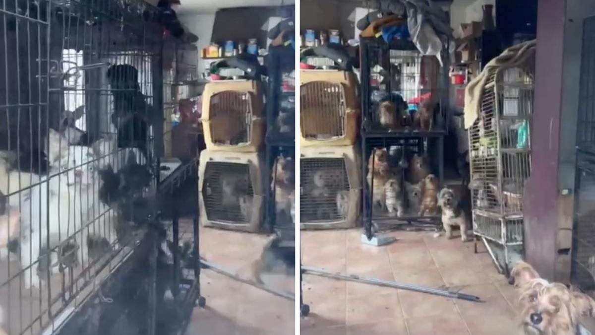 La localidad alicantina sin veterinario ni instalaciones para animales que tiene 116 perros hacinados en una finca
