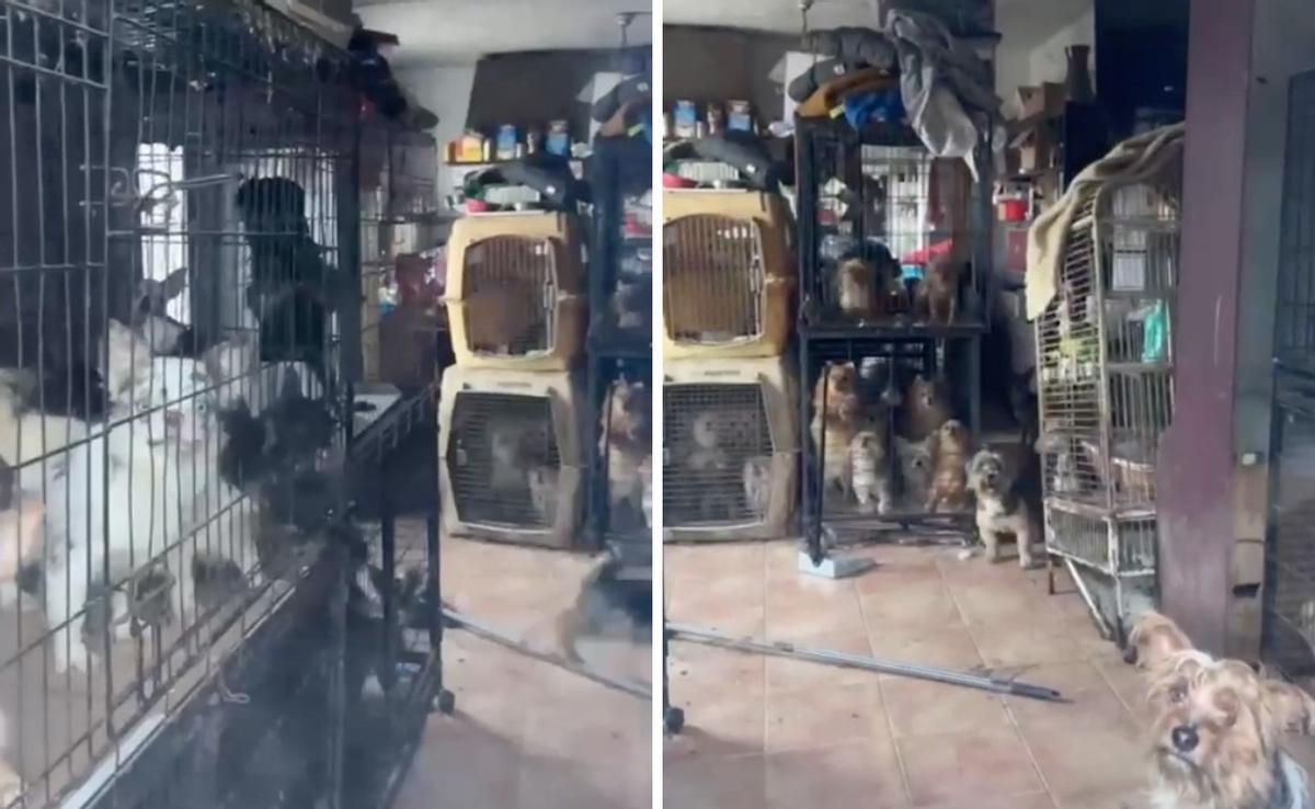 Otra imagen de los perros que viven en la pequeña casa pero que están alimentados y vacunados.