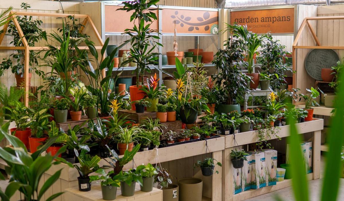 jardineria-plantes-d-interior-per-decorar-casa-teva-aquesta-tardor