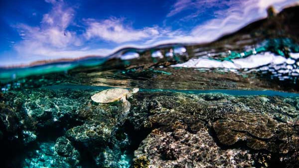 Isla Lady Elliot, en la Gran Barrera de Coral australiana.