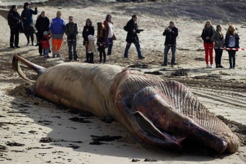 People look at a 18 meter long deceased beached whale in Les Sables d'Olonne, western France