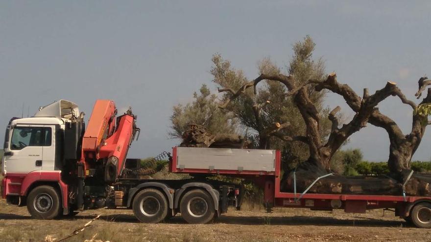 La Unió denuncia el expolio en Sant Jordi de olivos milenarios y árboles centenarios