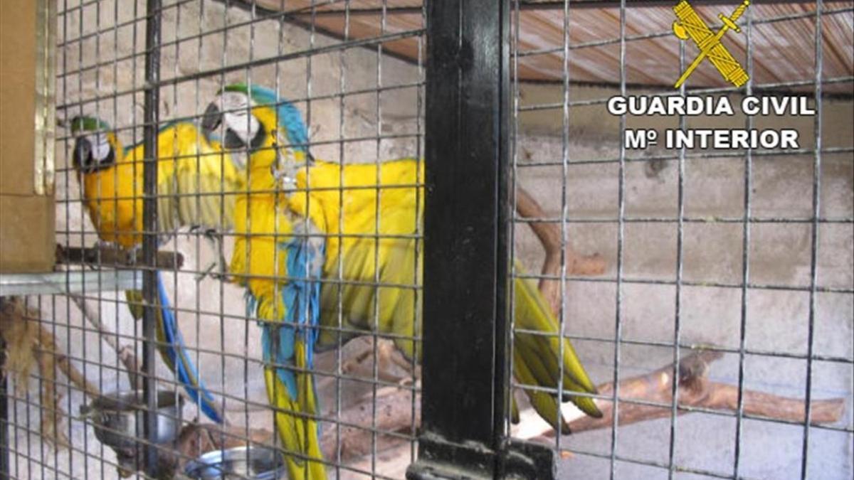 jcortadellas34860361 seprona        criadero ilegal de aves exoticas160729123000