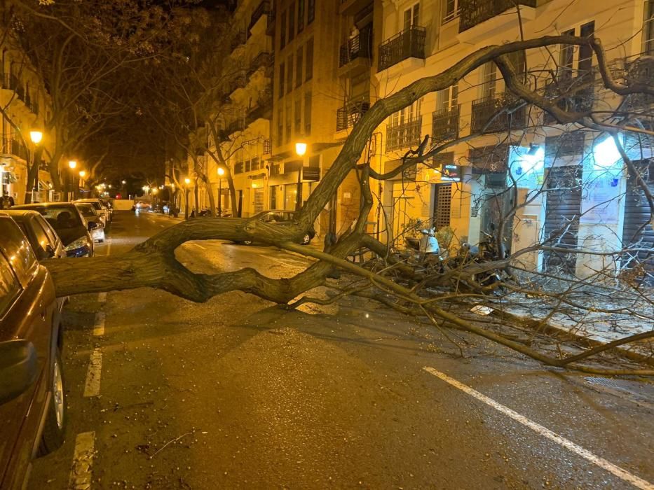 El fuerte vendaval causa la caída de árboles y de cascotes en València