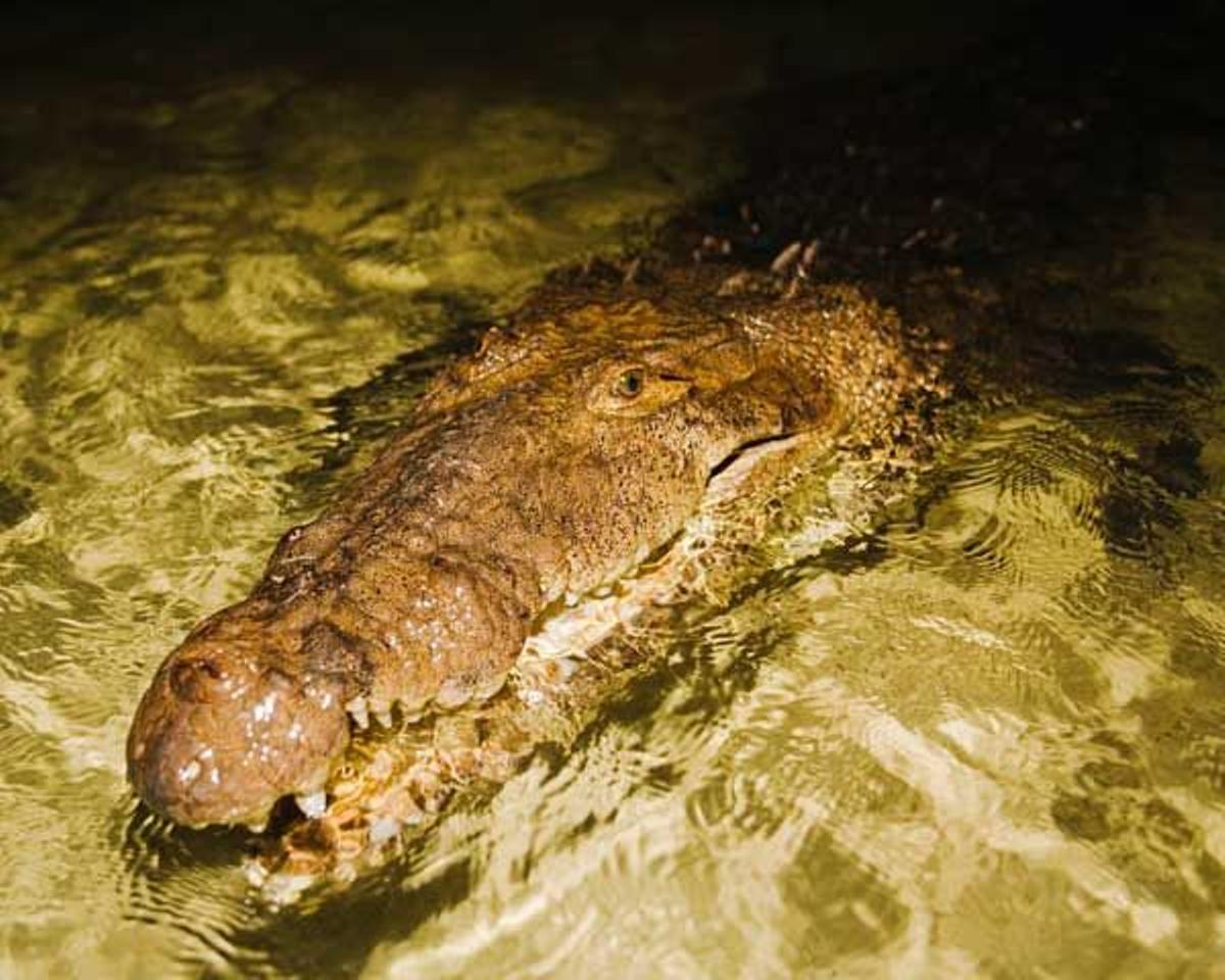 Cocodrilo en Belice.